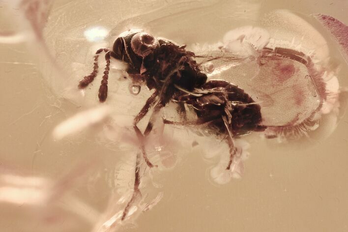 Fossil Wasp (Chalcidoidea) In Baltic Amber #315508